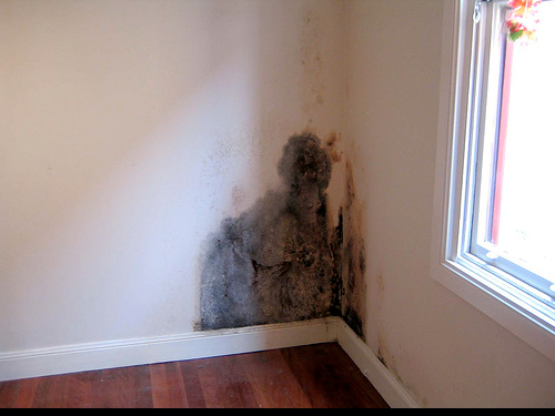 Mold Removal in Calgary